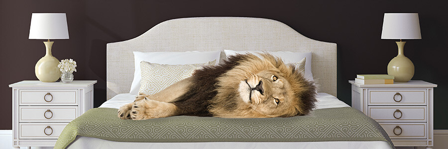 Bedding Soft Furnishings